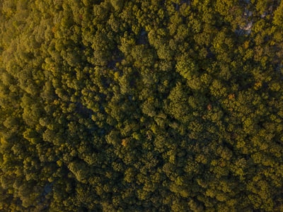 鸟瞰图的森林
